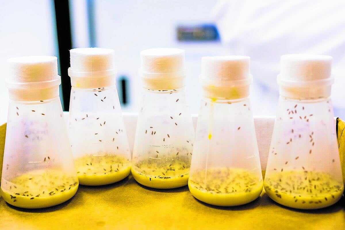 Space Research | ಬಾಹ್ಯಾಕಾಶಯಾನದಲ್ಲಿ ನೊಣ