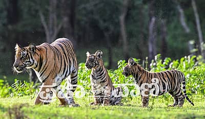 ವಿಶ್ವ ಹುಲಿ ದಿನದಂದು (ಜುಲೈ 29) ನಾಗರಹೊಳೆ ಅಭಯಾರಣ್ಯ ವ್ಯಾಪ್ತಿಯ ದಮನಕಟ್ಟೆಯಲ್ಲಿ ಮರಿಗಳೊಂದಿಗೆ ಹೆಜ್ಜೆ ಹಾಕುತ್ತಿದ್ದ ತಾಯಿ ಹುಲಿ ಕ್ಯಾಮೆರಾ ಕಣ್ಣಲ್ಲಿ ಸೆರೆಯಾಗಿದ್ದು ಹೀಗೆ...  