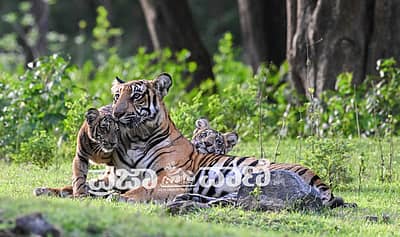 ವಿಶ್ವ ಹುಲಿ ದಿನದಂದು (ಜುಲೈ 29) ನಾಗರಹೊಳೆ ಅಭಯಾರಣ್ಯ ವ್ಯಾಪ್ತಿಯ ದಮನಕಟ್ಟೆಯಲ್ಲಿ ಮರಿಗಳೊಂದಿಗೆ ಹೆಜ್ಜೆ ಹಾಕುತ್ತಿದ್ದ ತಾಯಿ ಹುಲಿ ಕ್ಯಾಮೆರಾ ಕಣ್ಣಲ್ಲಿ ಸೆರೆಯಾಗಿದ್ದು ಹೀಗೆ...  