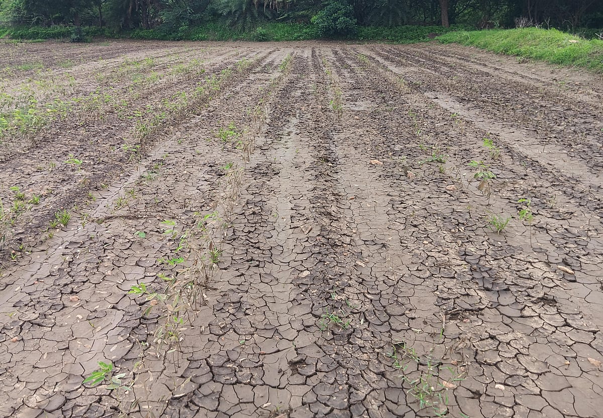 ಇಳಕಲ್ | ವಾಡಿಕೆಗಿಂತ ದುಪ್ಪಟ್ಟು ಮಳೆ: ಬೆಳೆ ಹಾನಿ