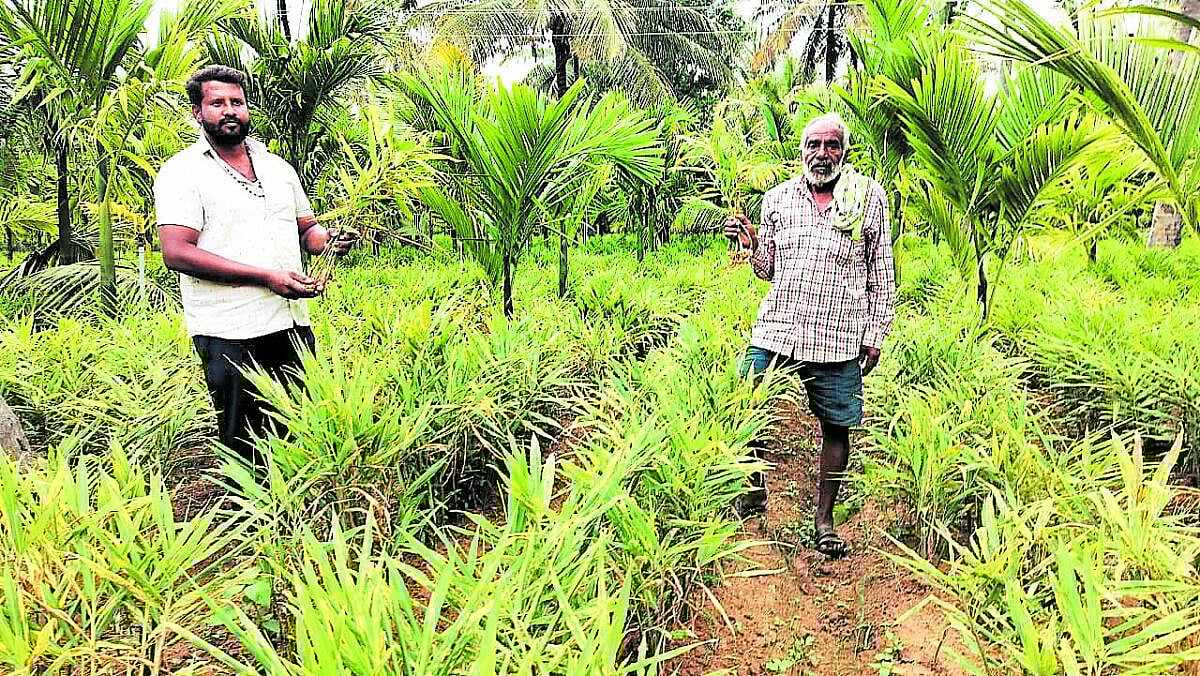 ಶುಂಠಿಗೆ ಬೆಂಕಿ ರೋಗ; ರೈತರು ಕಂಗಾಲು
