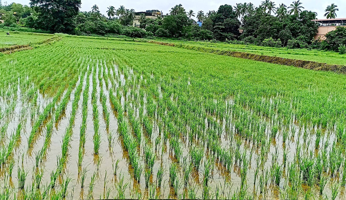 ಕುಮಟಾ | ಸೊರಗಿದ ಕೃಷಿ ಸಂಶೋಧನಾ ಕೇಂದ್ರ