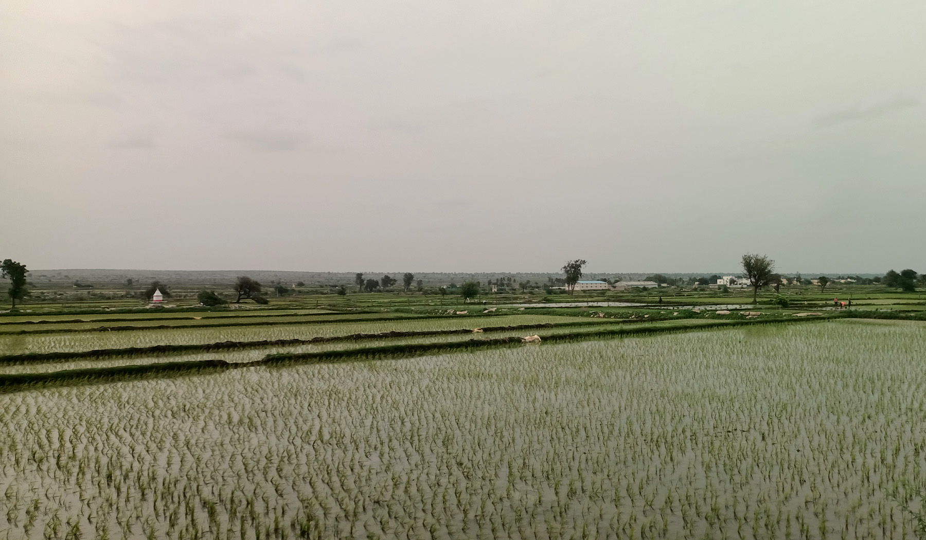 ಹುಣಸಗಿ ಪಟ್ಟಣದ ಹೊರವಲಯದಲ್ಲಿ ಭತ್ತ ನಾಟಿ ಮಾಡಿರುವುದು