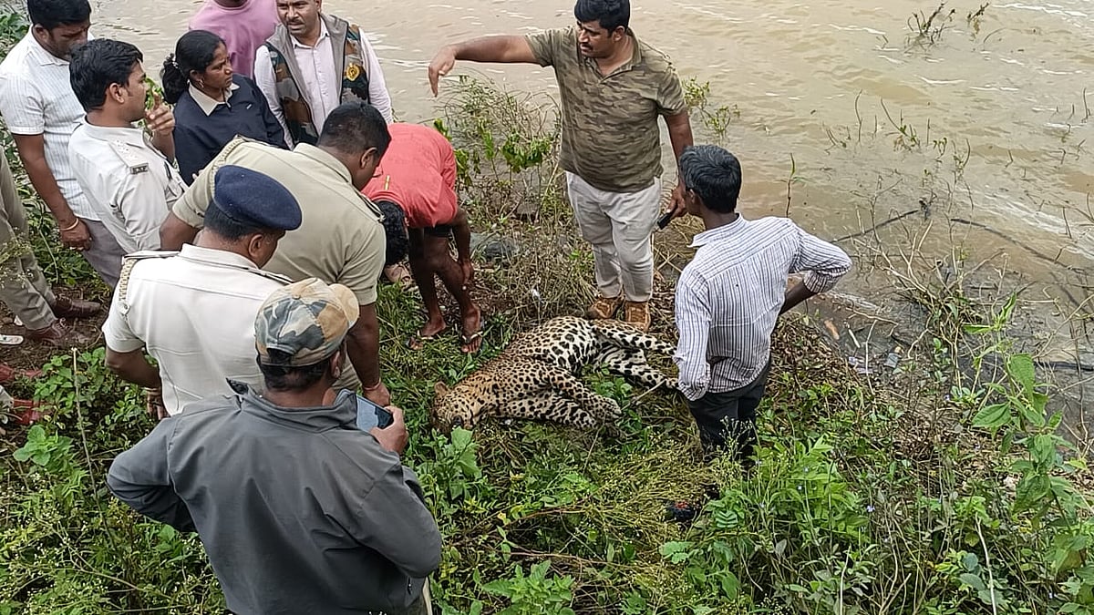 ಕಡೂರು: ದಾಳಿ ಮಾಡಿದ ಚಿರತೆ ಅಟ್ಟಾಡಿಸಿದರು