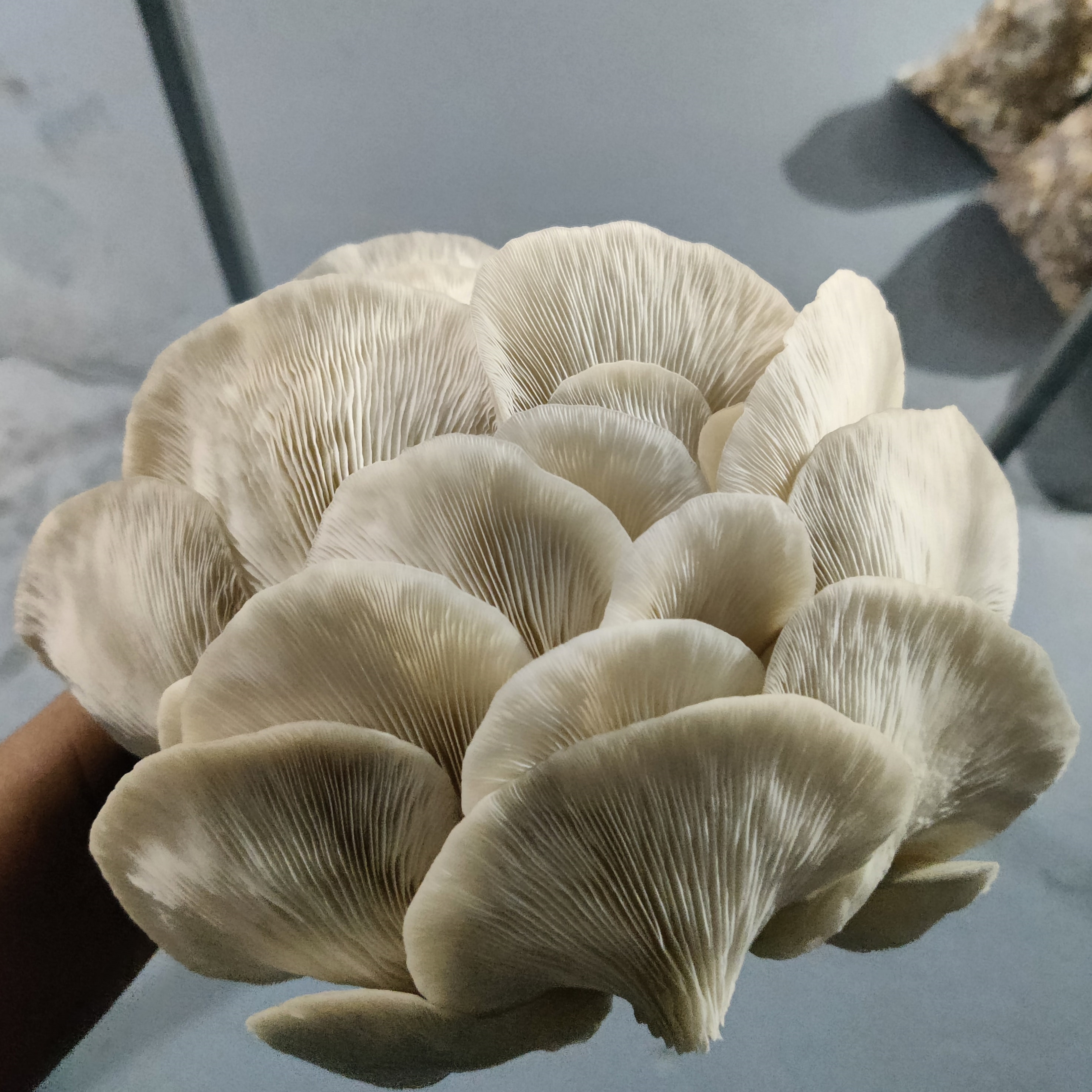 ಆಯಿಸ್ಟರ್ ಅಣಬೆ