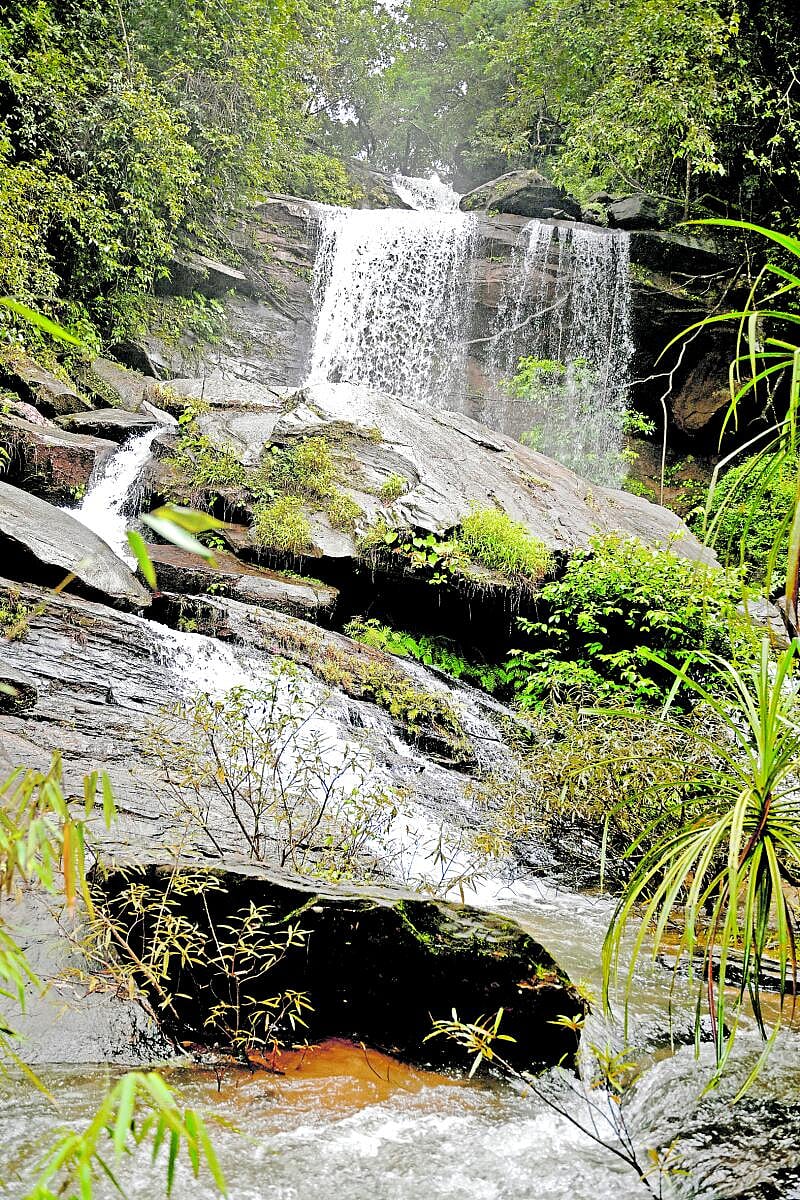 ಆಗುಂಬೆಯ ಕಾನನದಲ್ಲಿ...