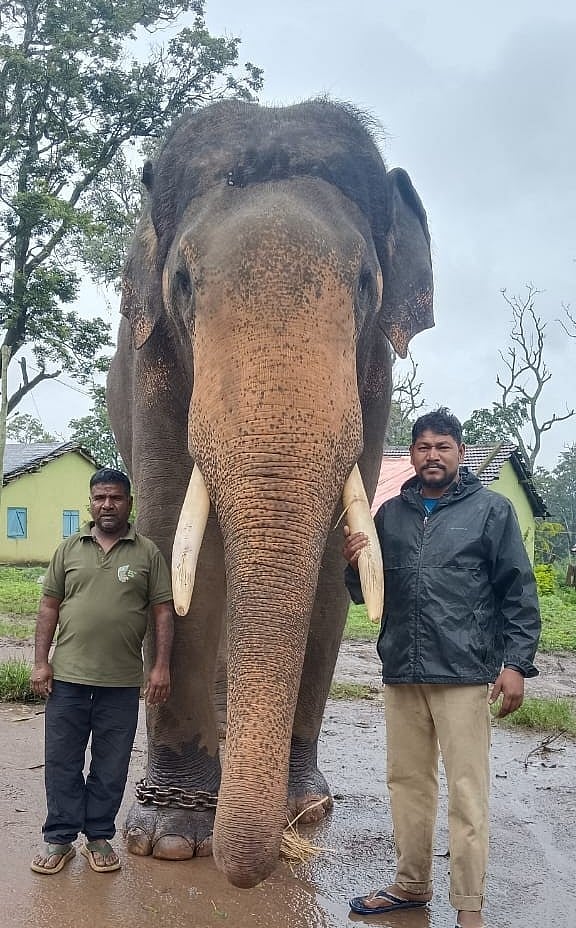 ಅರ್ಜುನ ಆನೆ ಪ್ರಶಸ್ತಿ: ಮತ್ತಿಗೋಡು ಆನೆ ಶಿಬಿರದಲ್ಲಿ ಸಂಭ್ರಮ