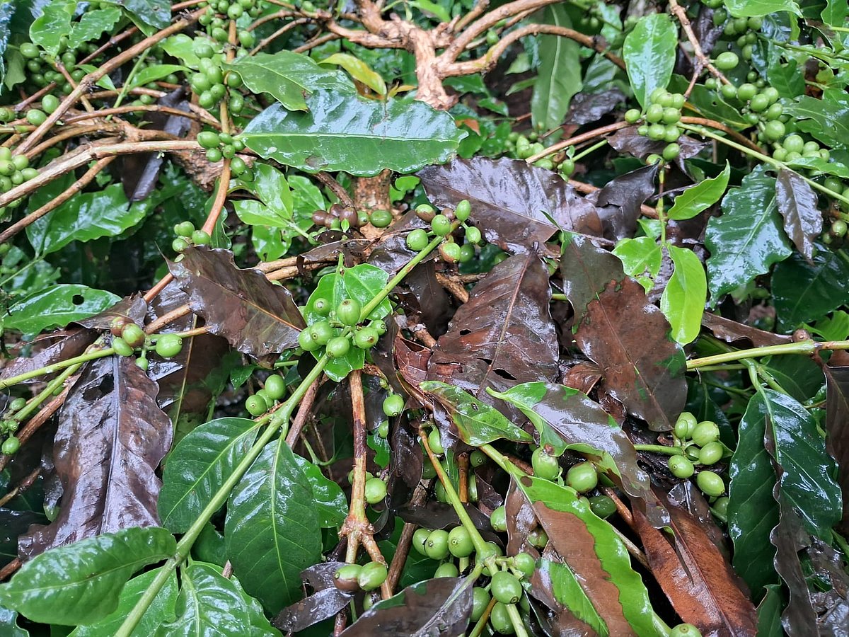 ಸೋಮವಾರಪೇಟೆ | ಭಾರಿ ಮಳೆಗೆ ಸೊರಗಿದ ಬೆಳೆ, ರೈತರ ಪರದಾಟ