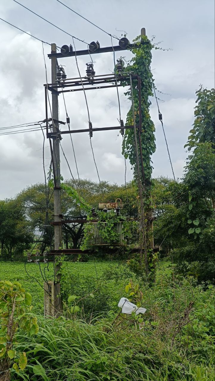 ಚಿಕ್ಕೋಡಿ ತಾಲ್ಲೂಕಿನ ನವಲಿಹಾಳ ಗ್ರಾಮದ ಹೊರವಲಯದಲ್ಲಿ ವಿದ್ಯುತ್ ಪರಿವರ್ತಕಕ್ಕೆ ಬಳ್ಳಿ ಹಬ್ಬಿದೆ