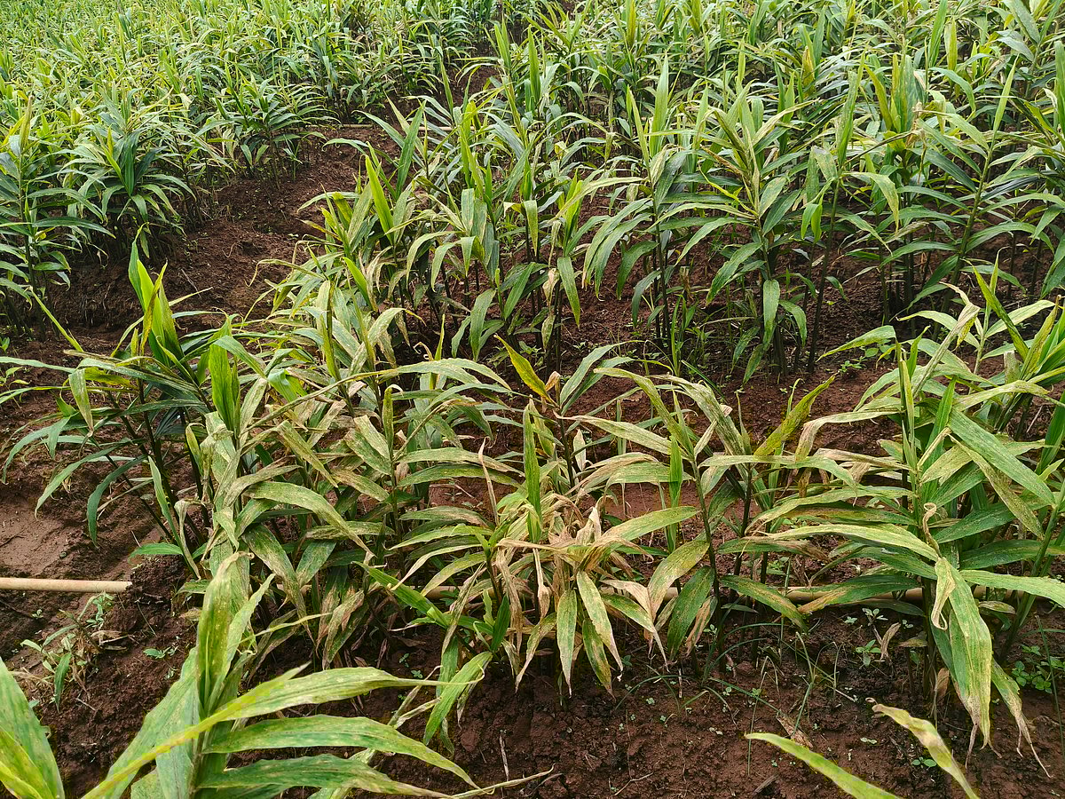 ಶಿವಮೊಗ್ಗ: ಬೆಂಕಿ ರೋಗ ಮಾತ್ರವಲ್ಲ, ಶುಂಠಿಗೆ ಇನ್ನೂ ಎರಡು ಬಾಧೆ!