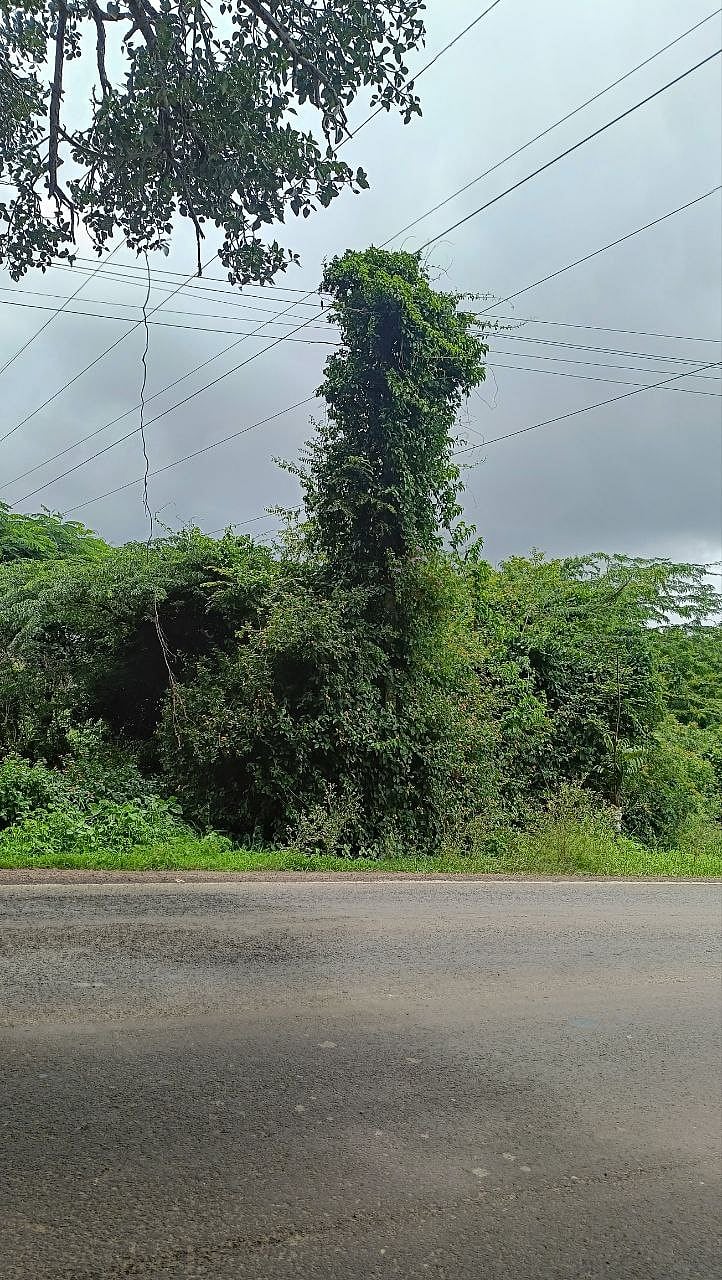 ಚಿಕ್ಕೋಡಿ: ಅಪಾಯಕ್ಕೆ ಆಹ್ವಾನ ನೀಡುತ್ತಿರುವ ಬಳ್ಳಿ!
