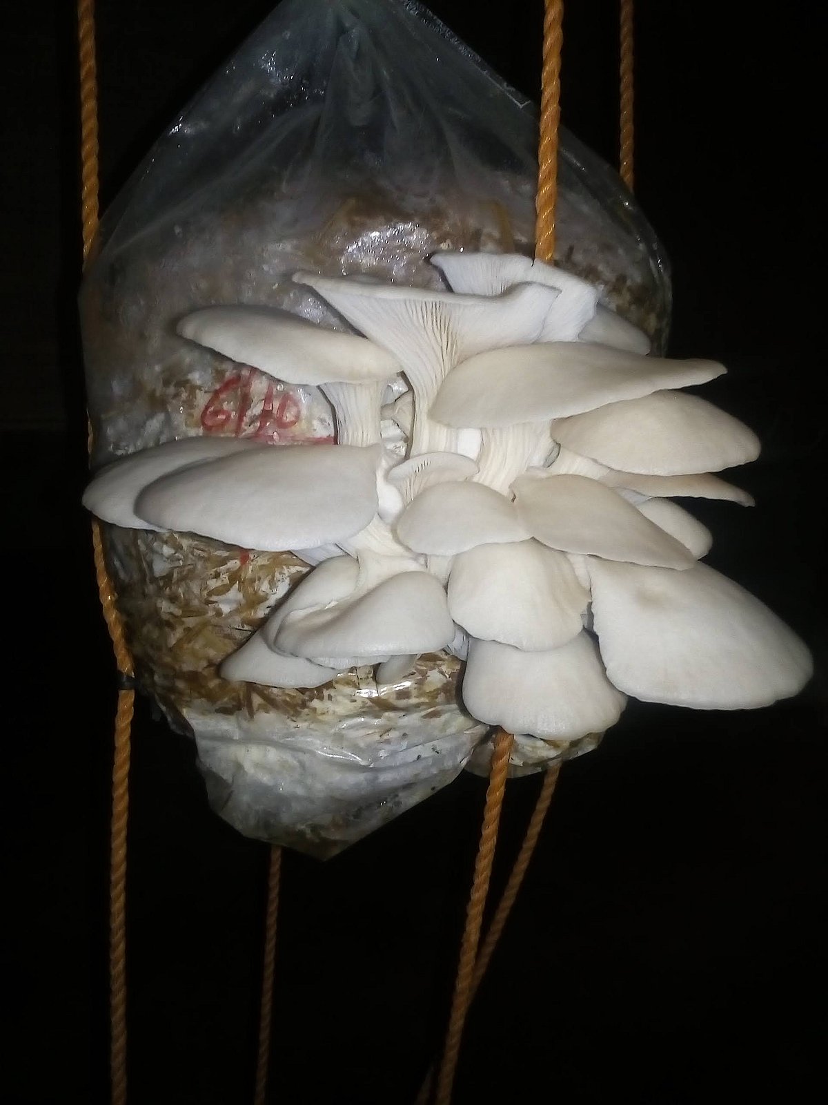 ಅಣಬೆಗೆ ಬೇಡಿಕೆ ತಂದ ಶ್ರಾವಣ ಮಾಸ