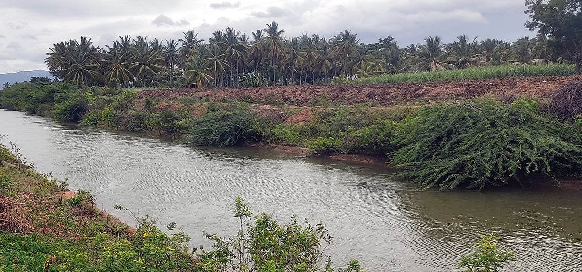 ಯಳಂದೂರು | ನಾಲೆಯಲ್ಲಿ ನೀರು: ಕೃಷಿ ಚಟುವಟಿಕೆ ಜೋರು