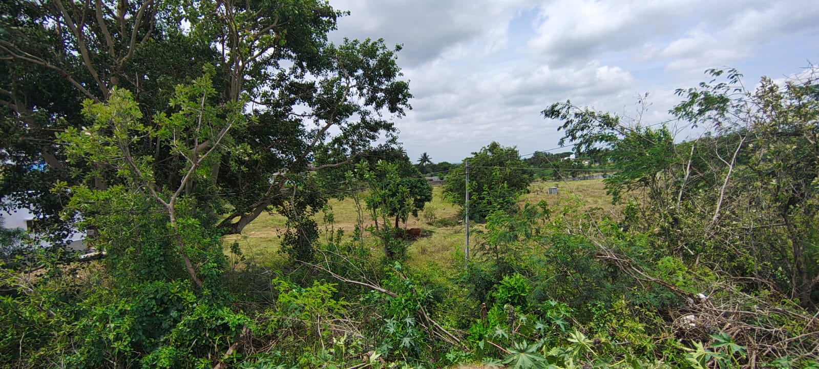 ಫ್ರಾಂಕ್‌ ಅಂಡ್‌ ಕೋ ಕೆರೆಯಲ್ಲಿ ಬೆಳೆದಿರುವ ಗಿಡಗಂಟಿ