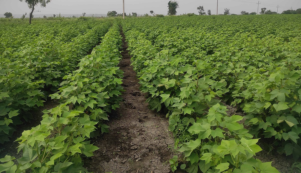 ಶಹಾಪುರ: ಹತ್ತಿ ಬೆಳೆ ಕ್ಷೇತ್ರ ಹೆಚ್ಚಳ