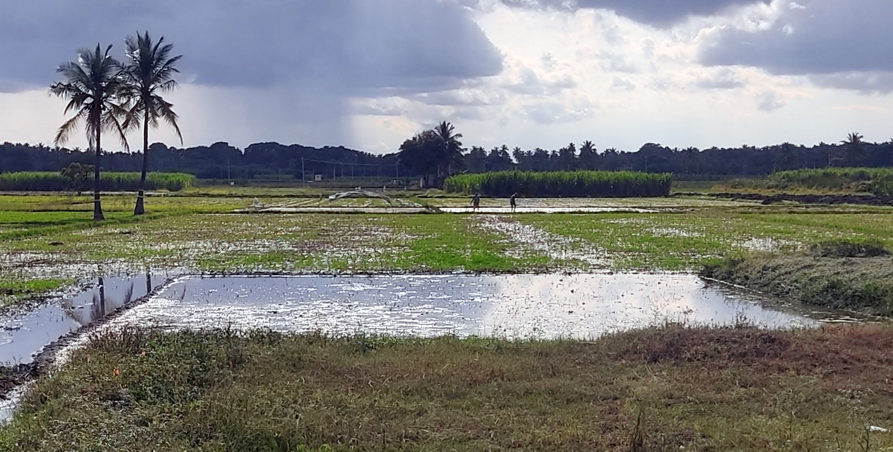 ಯಳಂದೂರು ತಾಲ್ಲೂಕಿನ ವೈ.ಕೆ.ಮೋಳೆ ಗ್ರಾಮದ ಹೊರ ವಲಯದ ಗದ್ದೆಯಲ್ಲಿ ನಾಟಿ ಮಡಿ ಸಿದ್ಧತೆ ನಡೆದಿದೆ.