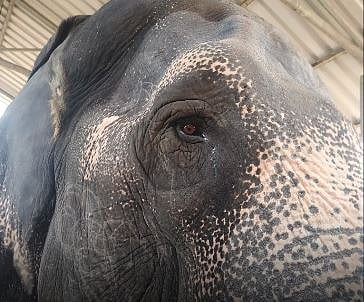 ಕೊಲ್ಹಾಪುರದ ಮಹಾದೇವಿ ಆನೆಯನ್ನು ನಾವಾಗಿಯೇ ಕರೆಯಿಸಿಕೊಂಡಿಲ್ಲ: ವಂತಾರಾ ಸ್ಪಷ್ಟನೆ