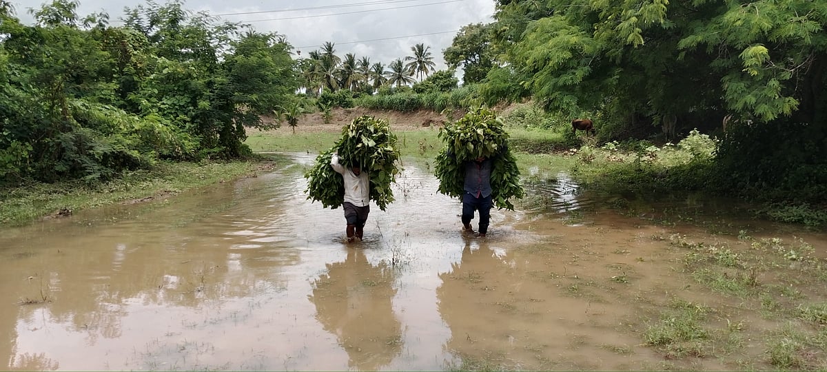 ಹಳೇಬೀಡು | ಮುಳುಗಿದ ಹಳ್ಳದ ಸೇತುವೆ: ಸಂಕಷ್ಟ
