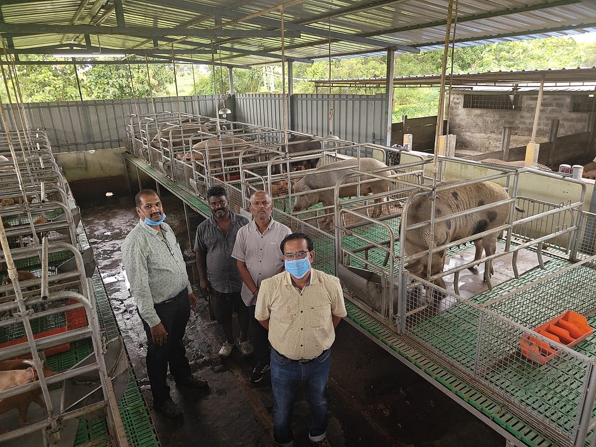 ಹುಬ್ಬಳ್ಳಿ: ಬದುಕಿಗೆ ವರವಾದ ಹಂದಿ ಸಾಕಣೆ