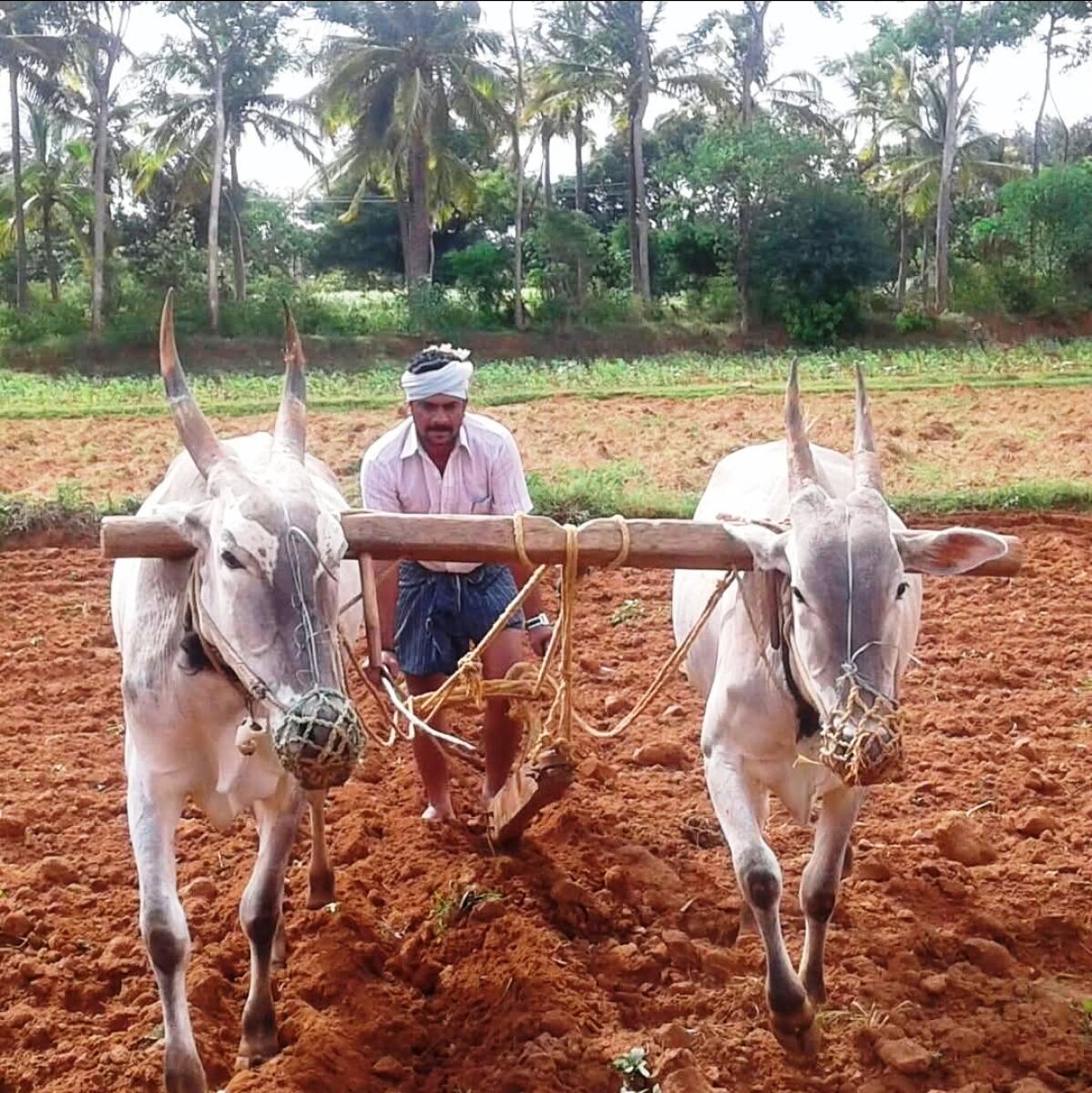 ಮಾಗಡಿ ತಾಲ್ಲೂಕಿನಲ್ಲಿ ರೈತರೊಬ್ಬರು ಬಿತ್ತನೆಗಾಗಿ ಉಳುಮೆಯಲ್ಲಿ ತೊಡಗಿದ್ದ ದೃಶ್ಯ