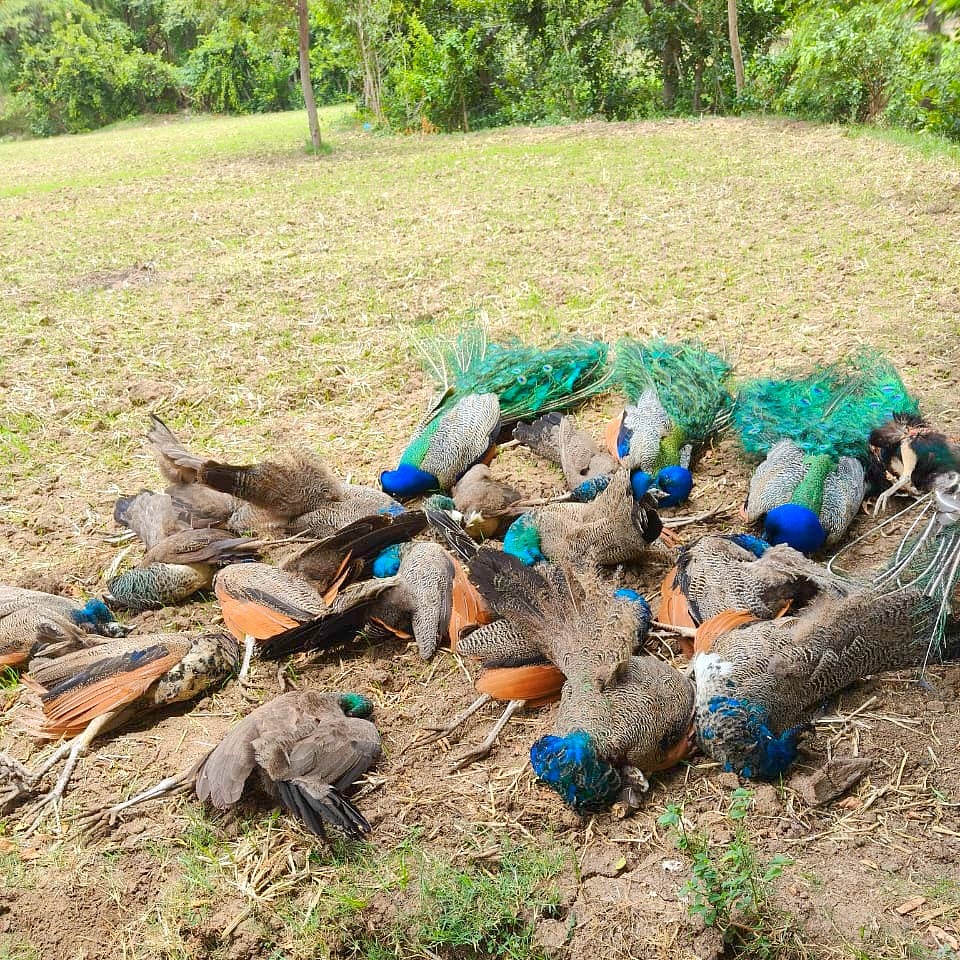 ಮಧುಗಿರಿ: ಒಂದೇ ಕಡೆ 20 ನವಿಲುಗಳು ಅನುಮಾನಾಸ್ಪದ ಸಾವು; ವಿಷಪ್ರಾಶನದ ಶಂಕೆ