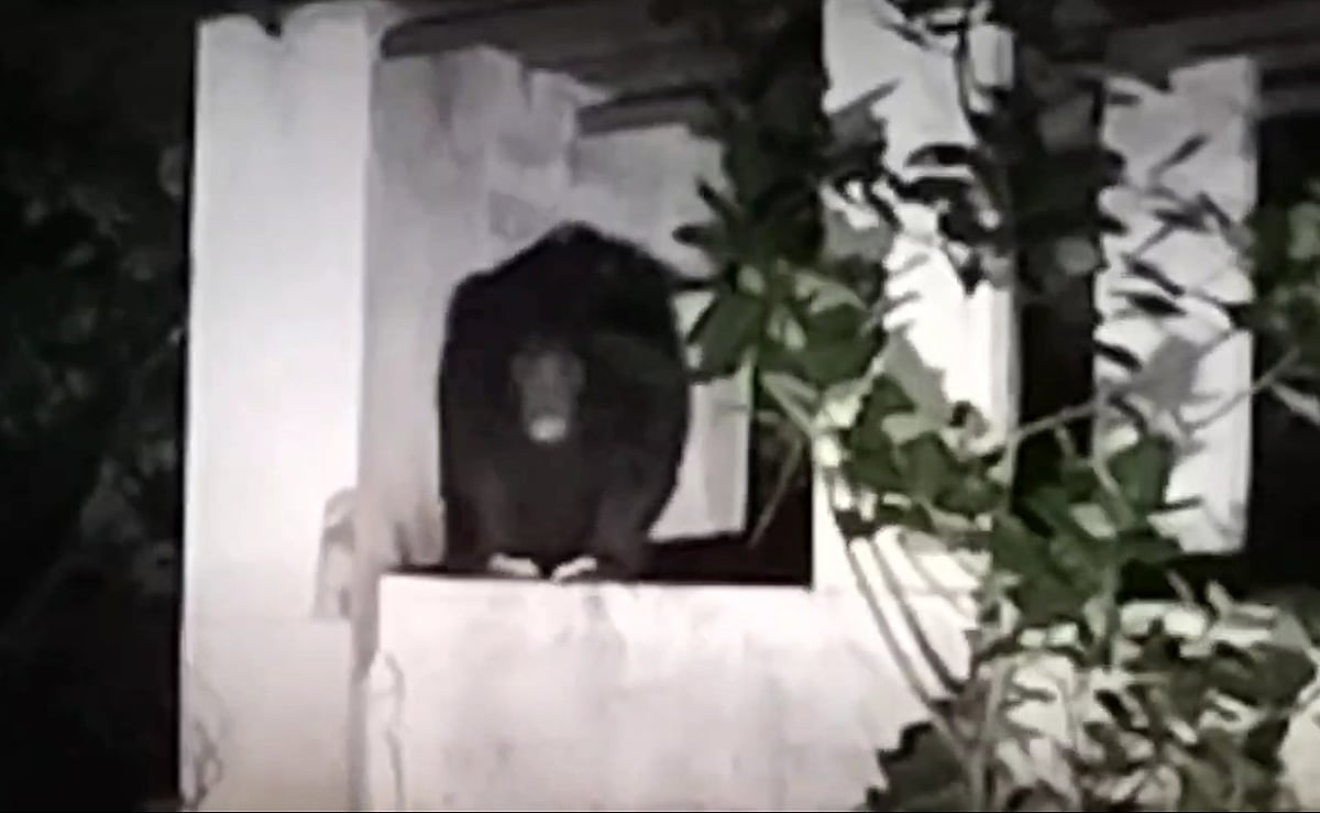 ಜೊಯಿಡಾ | ಹುಲಿ ಸಂರಕ್ಷಿತಾರಣ್ಯದಲ್ಲಿ ಕರಡಿ ಭಯ