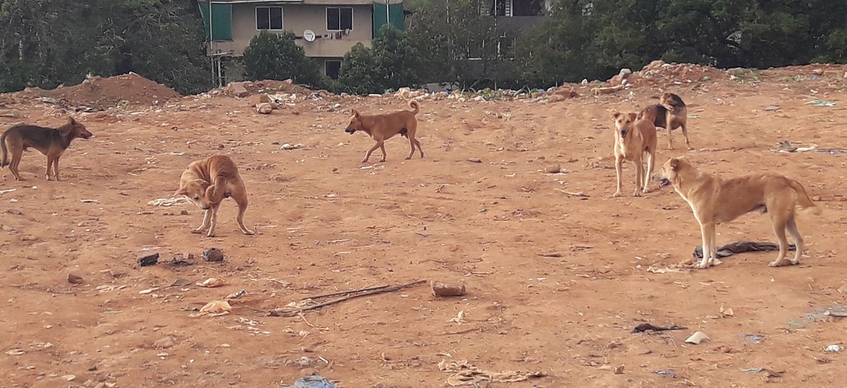 ಮಡಿಕೇರಿ: ‌ರೇಬೀಸ್ ನಿರೋಧಕ ಚಿಕಿತ್ಸಾಲಯ ಆರಂಭ