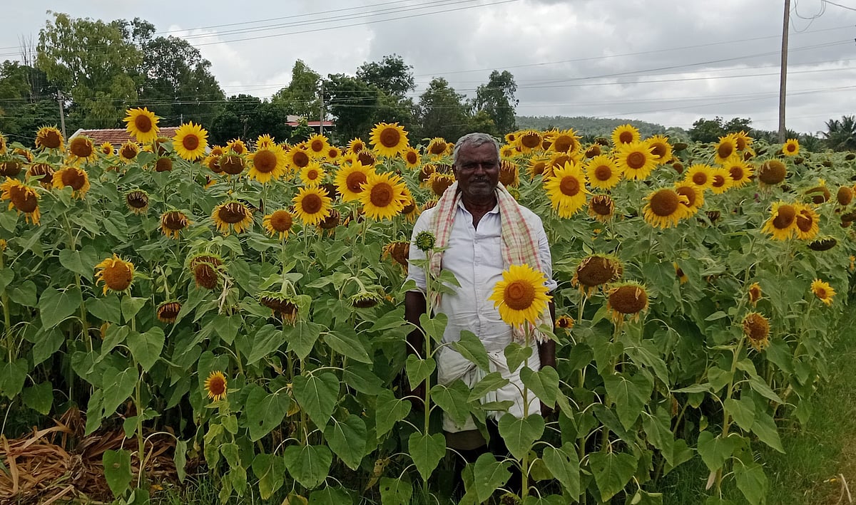 ಹಳೇಬೀಡು: ಪಕ್ಷಿಗಳ ಕಾಟ, ಅತಿವೃಷ್ಟಿಯಿಂದ ಸೂರ್ಯಕಾಂತಿ ಉಳಿಸಲು ರೈತನ ಪ್ರಯತ್ನ 