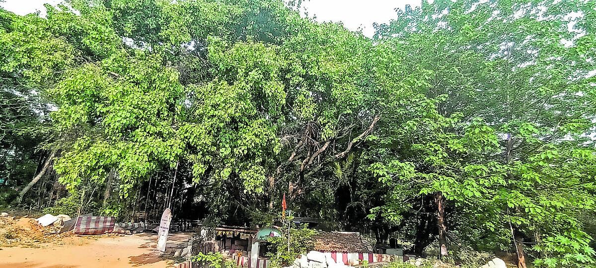 ಬೆಂಗಳೂರು: 368 ಮರಗಳ ಪಾರಂಪರಿಕ ತಾಣ