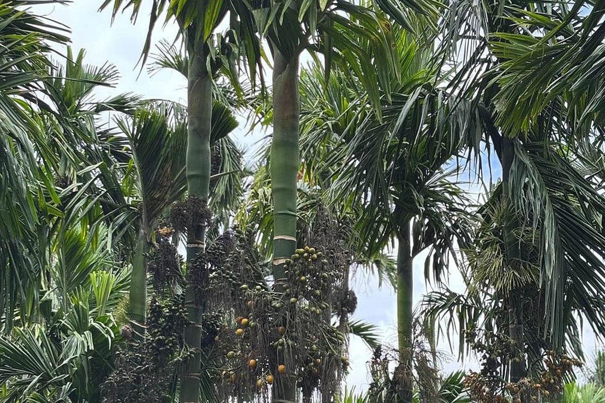 ಚನ್ನಗಿರಿ: ಉತ್ತಮ ದರ, ಭರದಿಂದ ಸಾಗಿದ ಅಡಿಕೆ ಕೊಯ್ಲು