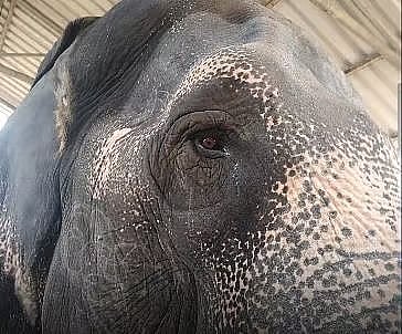 ಸುಪ್ರೀಂ ಕೋರ್ಟ್‌ ಆದೇಶದಂತೆ ಮಹಾದೇವಿ ಆನೆಯನ್ನು ಸ್ಥಳಾಂತರಿಸಲಾಗಿತ್ತು; ವಂತಾರಾ 