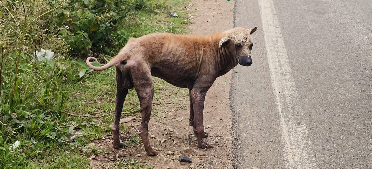 ಕೊಳ್ಳೇಗಾಲ: ಚರ್ಮರೋಗ ಪೀಡಿತ ನಾಯಿಗಳ ನರಳಾಟ