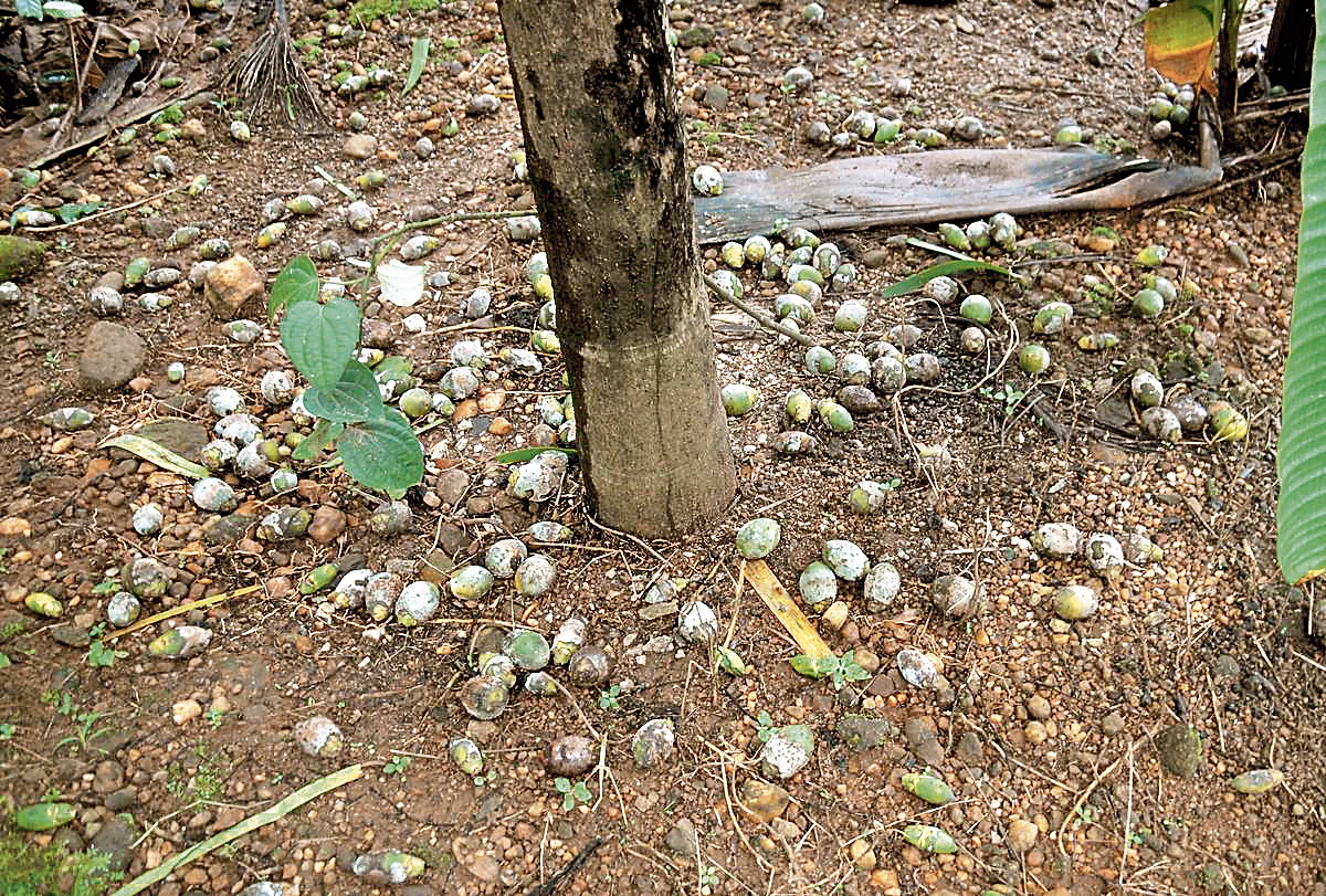 ಕೊಳೆರೋಗದ ಪರಿಣಾಮ ನೆಲಕಚ್ಚಿದ ಅಡಿಕೆ