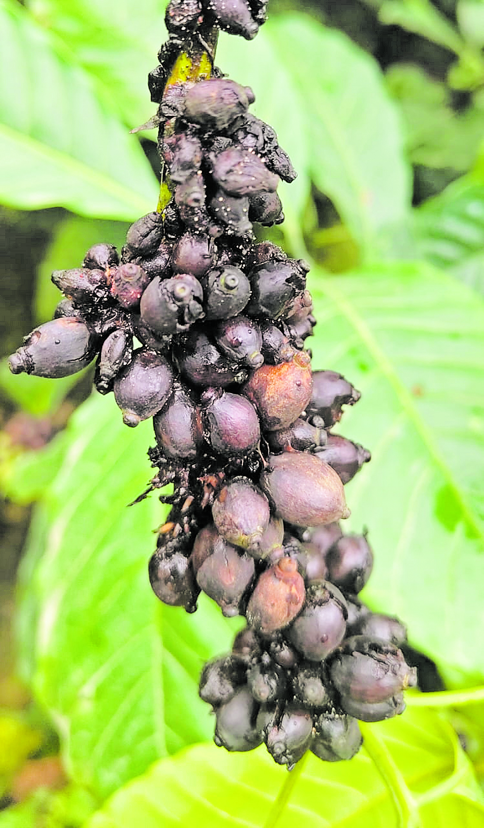 ಚಿಕ್ಕಮಗಳೂರು ಜಿಲ್ಲೆಯ ಕಳಸದಲ್ಲಿ ಕೊಳೆರೋಗದಿಂದ ಕಾಫಿ ಬೆಳೆ ಹಾಳಾಗಿದೆ