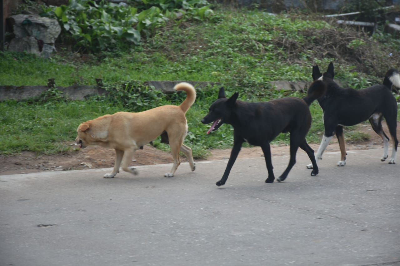 ಮಡಿಕೇರಿಯಲ್ಲಿ ಬೀದಿನಾಯಿಗಳು