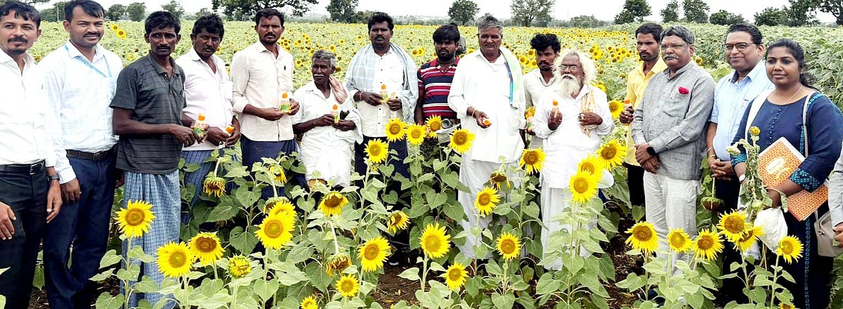 ರಾಯಚೂರಿನಲ್ಲಿ ಸೂರ್ಯಕಾಂತಿ ಬೆಳೆಗೆ ಕೀಟ ಬಾಧೆ