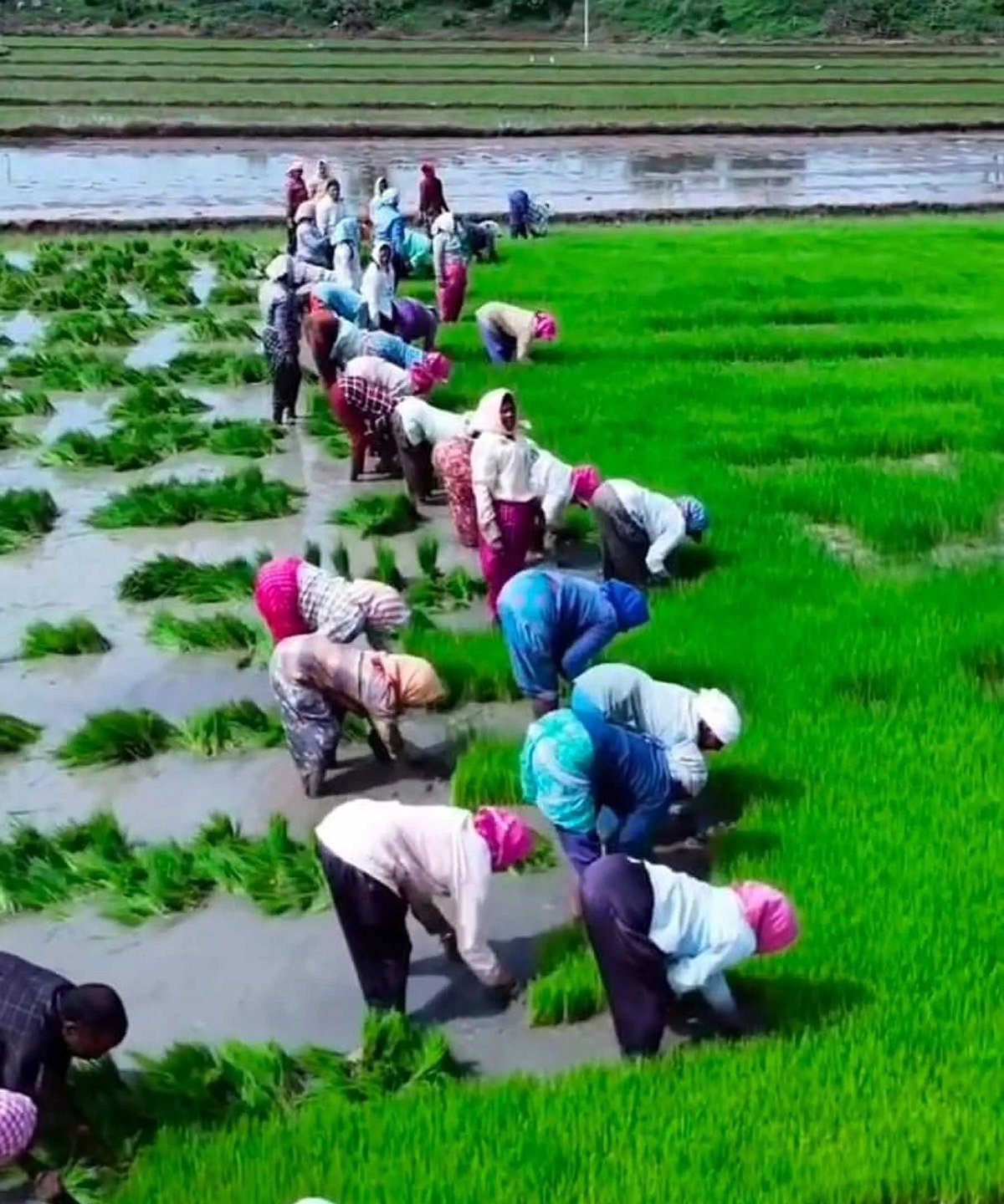 ಬಸವಾಪಟ್ಟಣದಲ್ಲಿ ಅಡಿಕೆಗೆ ಮನಸೋತ ರೈತರು; ಕಡಿಮೆಯಾಗುತ್ತಿರುವ ಭತ್ತ