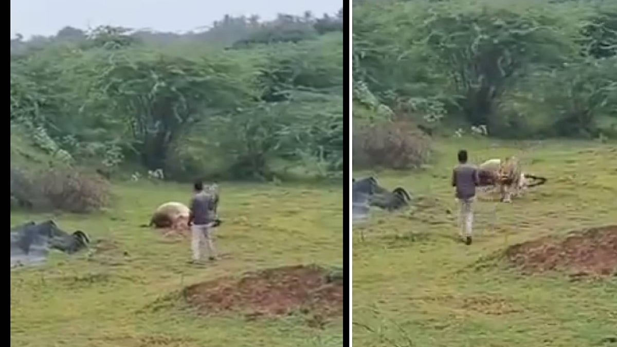 ‌‌ಬೇಟೆಯನ್ನು ತಿನ್ನುತ್ತಿದ್ದ ಸಿಂಹದ ಬಳಿ ಹೋಗಿ ವಿಡಿಯೊ ಮಾಡಿದ ವ್ಯಕ್ತಿಯ ಬಂಧನ