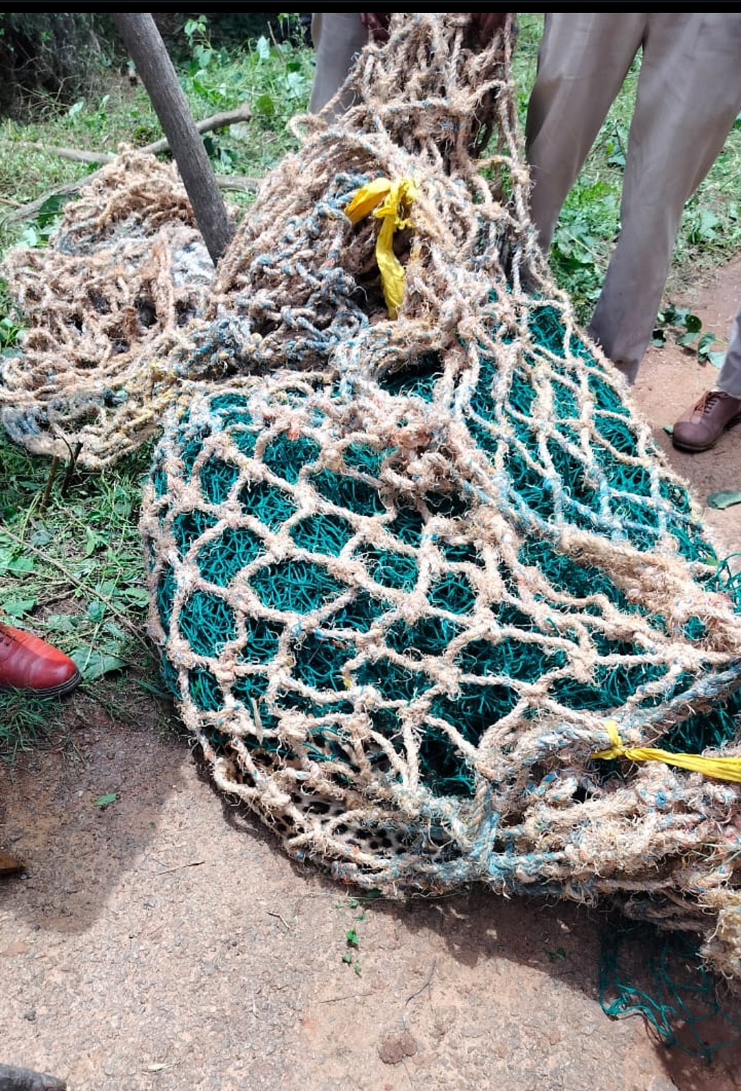 ಗುಬ್ಬಿ | ಕೂಂಬಿಂಗ್ ಕಾರ್ಯಾಚರಣೆ: ಚಿರತೆ ಸೆರೆ 