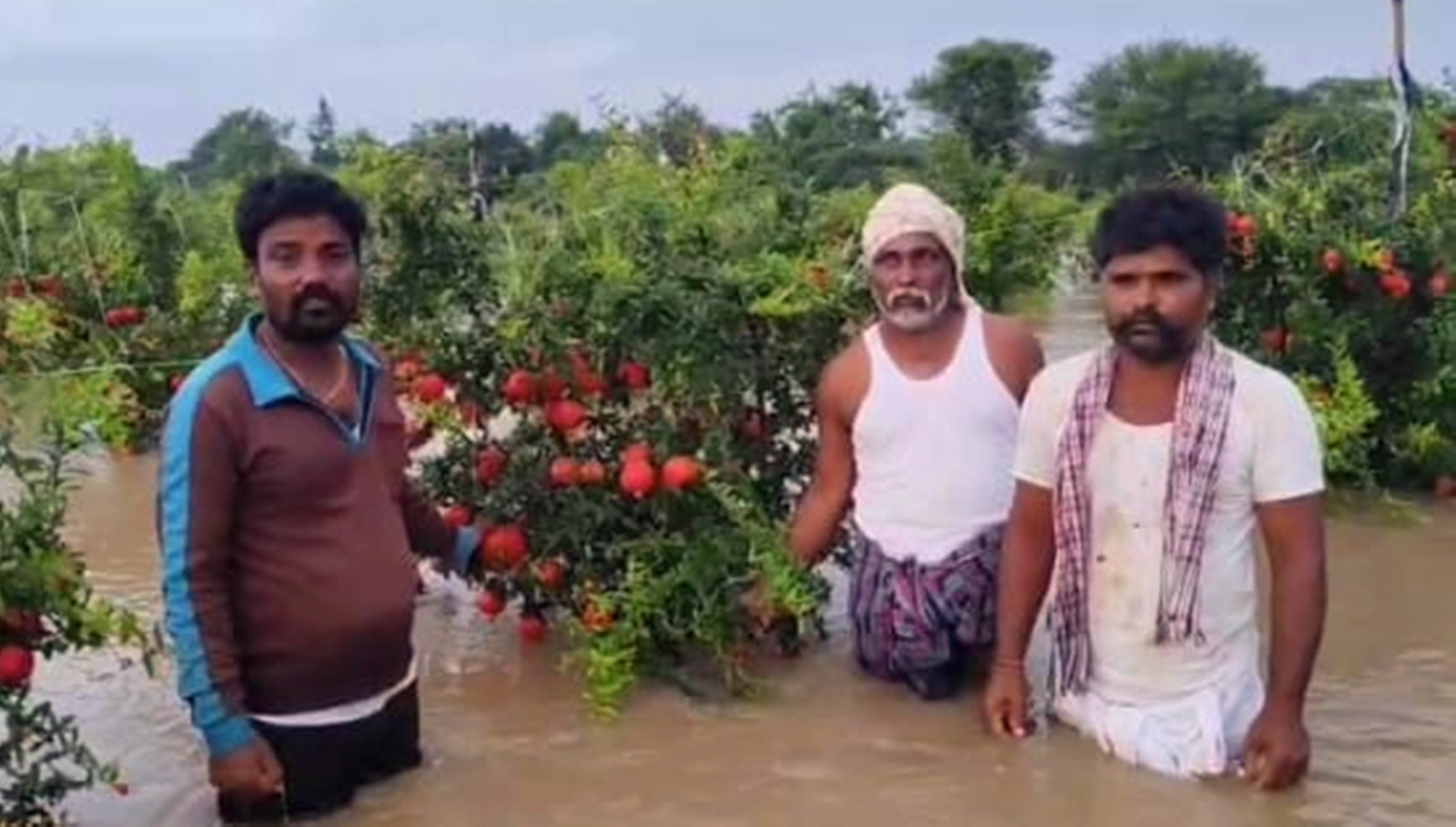 ಕುಷ್ಟಗಿ ತಾಲ್ಲೂಕು ಟಕ್ಕಳಕಿ ಬಳಿ ರೈತ ರವಿಕುಮಾರ ಹಗೆದಾಳ ಅವರ ದಾಳಿಂಬೆ ತೋಟದಲ್ಲಿ ನೀರು ನಿಂತಿರುವುದು