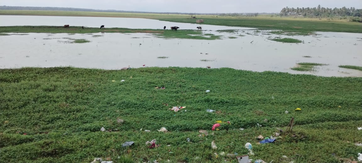 ದೊಡ್ಡ ಅಮಾನಿಕೆರೆಯಲ್ಲಿ ಜೊಂಡು ಬೆಳೆದಿರುವುದು