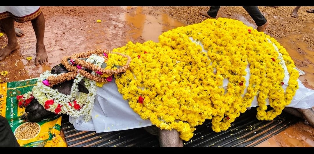 ‘ಕಾಂತಾರ’ ಚಿತ್ರದಲ್ಲಿ ಬಳಸಿದ್ದ ಕಂಬಳದ ಕೋಣ ಸಾವು