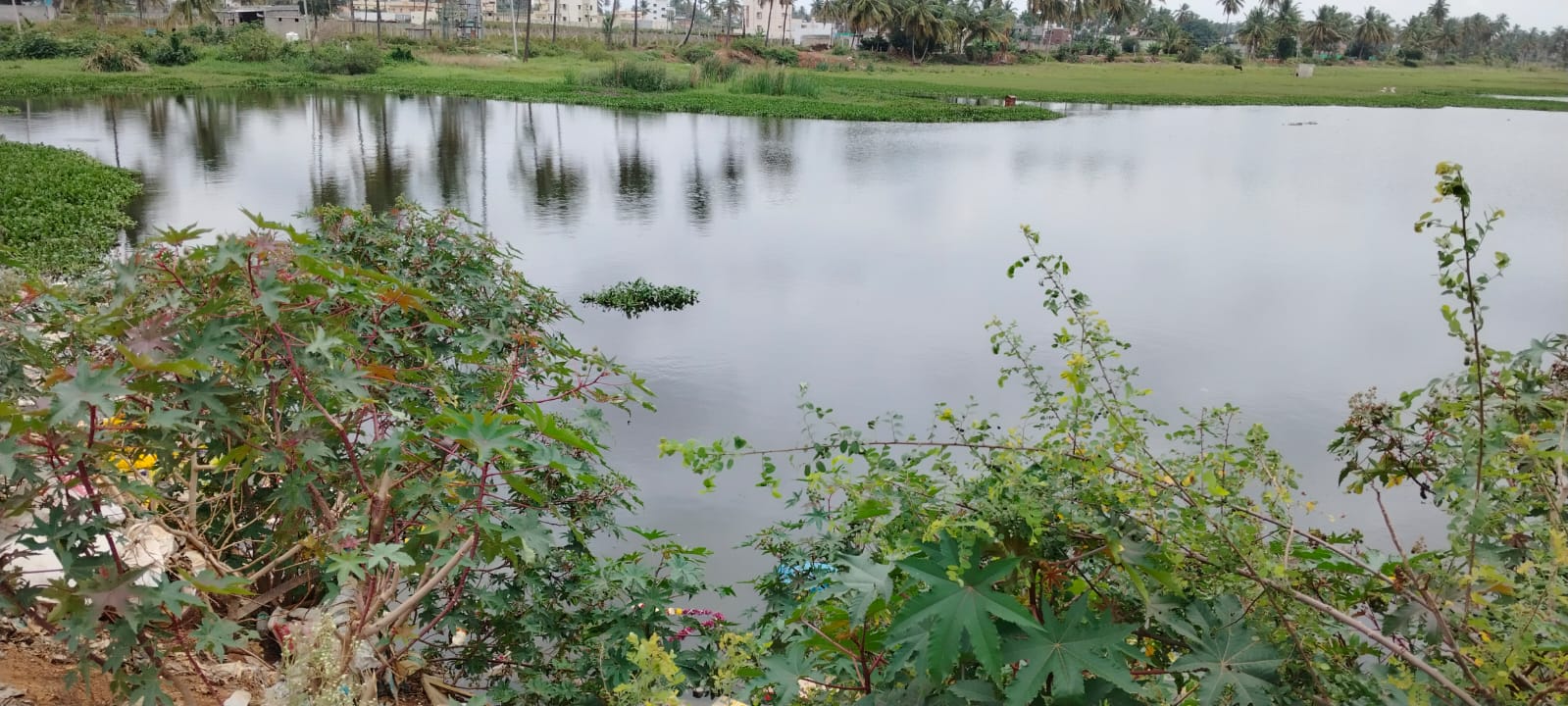 ದೊಡ್ಡ ಅಮಾನಿಕೆರೆ 