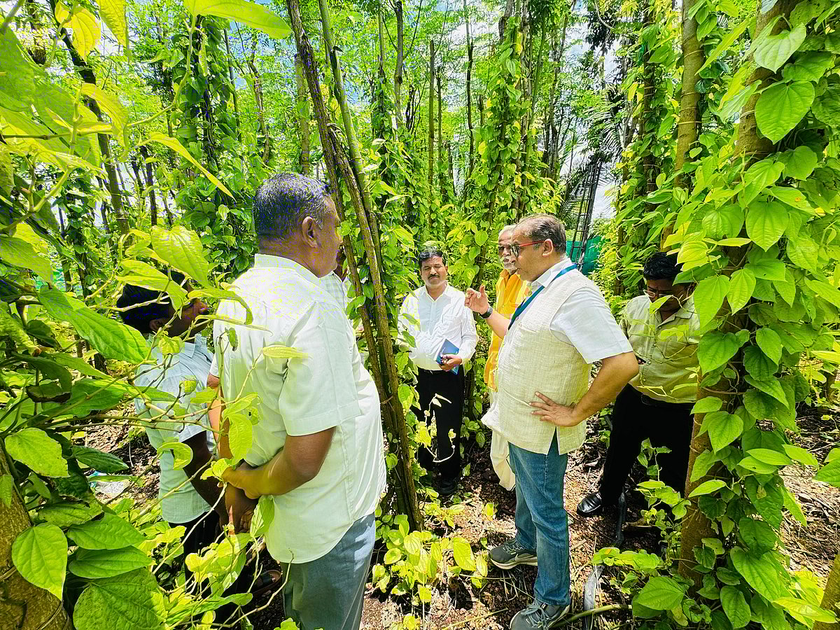 ಬಾಗಲಕೋಟೆ | ವೀಳ್ಯದೆಲೆಗೆ ಜಿಐ ಮಾನ್ಯತೆಗೆ ಯತ್ನ: ಅಧಿಕಾರಿಗಳಿಂದ ಕ್ಷೇತ್ರ ಭೇಟಿ