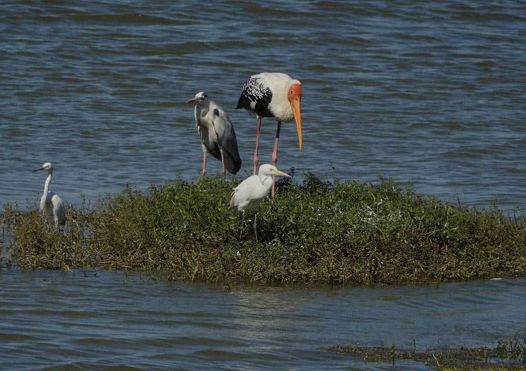 ಹೊಸಕೋಟೆ: ಅಮಾನಿಕೆರೆ ಜೀವವೈವಿಧ್ಯತೆಗೆ ಆಪತ್ತು