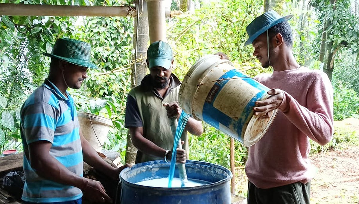 ಶೃಂಗೇರಿ | ಔಷಧ ತೊಳೆದ ಮಳೆ: ಮತ್ತೆ ಸಿಂಪರಣೆ ಆರಂಭ
