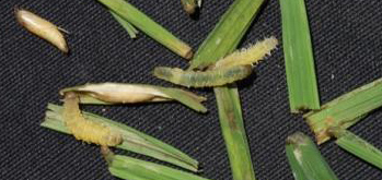 ಎಲೆ ಸುರುಳಿ ರೋಗಕ್ಕೆ ಕಾರಣವಾದ ಹುಳುಗಳು