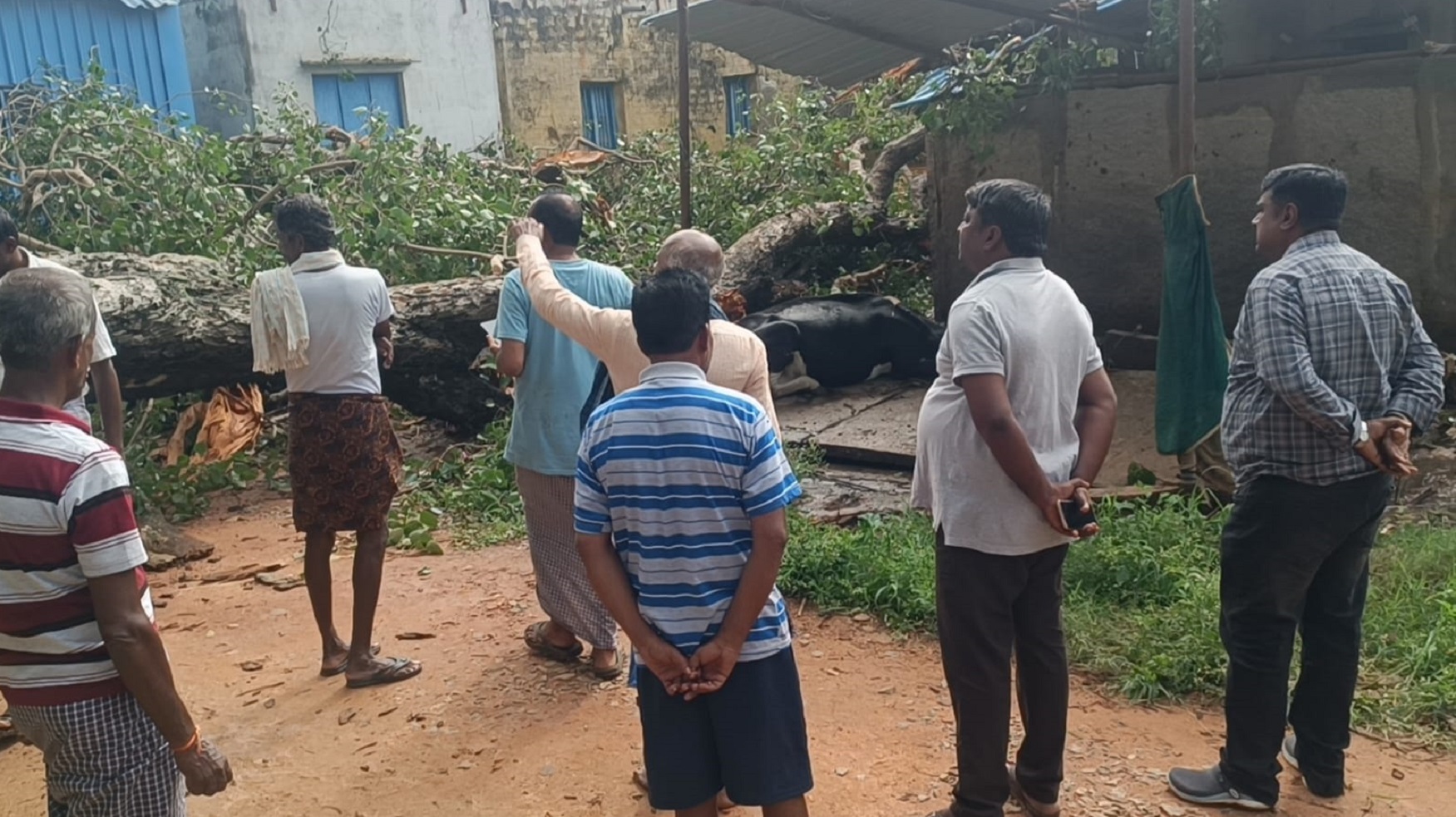 ಕೋಲಾರ ತಾಲ್ಲೂಕಿನ ಬೈಯಪ್ಪನಹಳ್ಳಿ ಗ್ರಾಮದಲ್ಲಿ ಶೆಡ್‌ ಮೇಲೆ ಅರಳಿ ಮರ ಬಿದ್ದು ಹಸು ಮೃತಪಟ್ಟಿದೆ