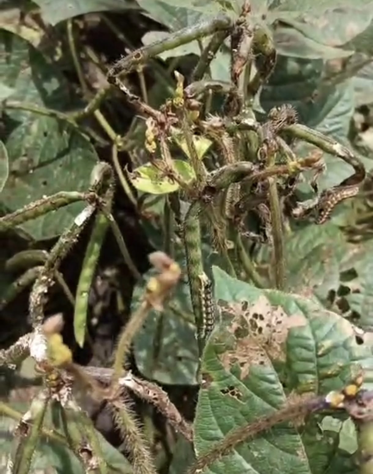 ಹೆಸರು ಬೆಳೆಗೆ ತಗುಲಿದ ಕೀಟಗಳು