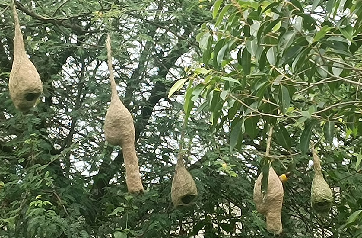 ಗೀಜಗನ ಗೂಡು.. ಕೌತುಕಗಳ ಬೀಡು..